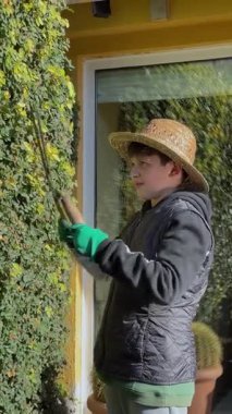 Kendini işine adamış ve işine odaklanmış genç bir bahçıvan parlak ve güneşli bir günde güzel, yemyeşil bir çiti ustalıkla buduyor. Kameraya bakıyorum. Dikey