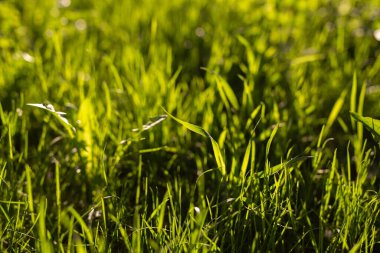 Çayırdaki sulu, taze çimenler dramatik ışık ve gölge kontrastı