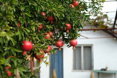 Öğleden sonra ışığı altında bir evin yakınındaki bahçede meyve yüklü nar ağacı.