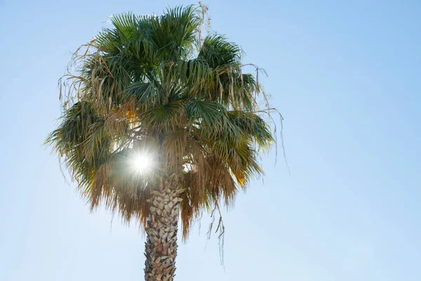 夏天长有绿叶的棕榈树 — 图库照片