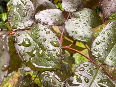 yeşil yaprakları ve yağmur damlaları