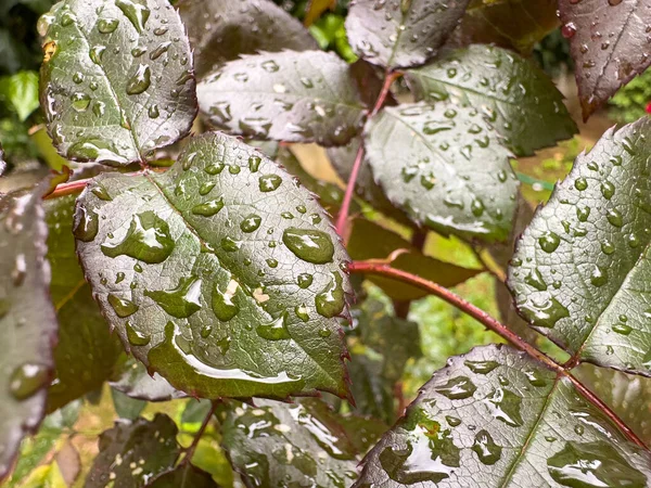 yeşil yaprakları ve yağmur damlaları