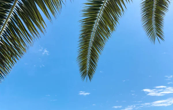 棕榈树蓝天背景热带树叶 旅行概念背景 — 图库照片