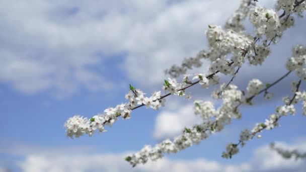 Uma Abelha Uma Árvore Floração Primavera — Vídeo de Stock