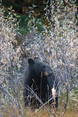 Kara ayı, Banff Ulusal Parkı 'ndaki çalılardan yemek yemeye hazırlanıyor.