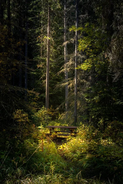 Stary Stół Piknikowy Siedzący Pośród Drzew Lesie Światłem Słonecznym Świecącym — Zdjęcie stockowe