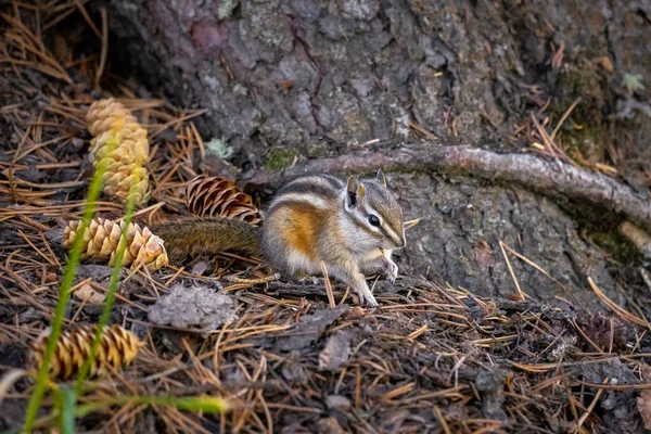 Pequeno Esquilo Bonito Sentado Por Cones Pinho Caídos — Fotografia de Stock