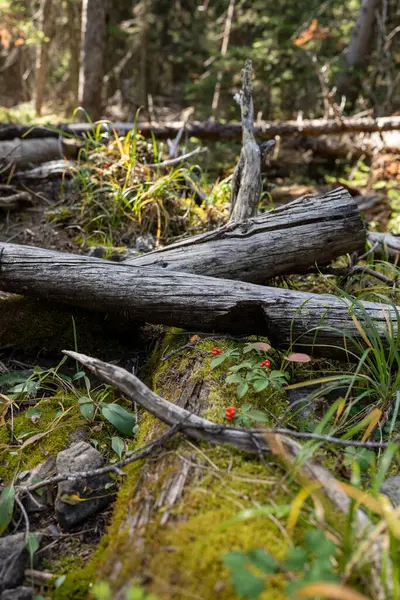 Upadłe Kłody Wśród Jesiennych Jagód Parku Narodowym Kootenay — Zdjęcie stockowe