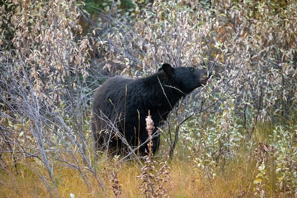 Ours Noir Préparer Pour Hiver Manger Des Buissons Dans Parc — Photo