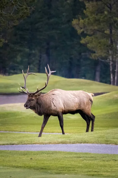 Bugeling yaparken golf sahasından geçen büyük bir geyik.