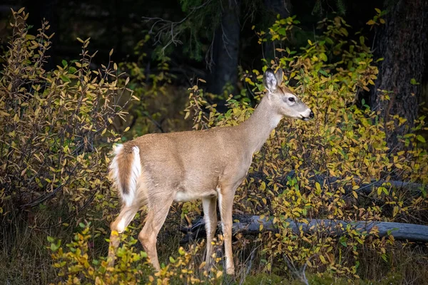 Pequeno Cervo Cauda Branca Floresta Perto Banff — Fotografia de Stock