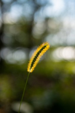 Batan güneşin aydınlattığı çimen tohumlarına yakın çekim