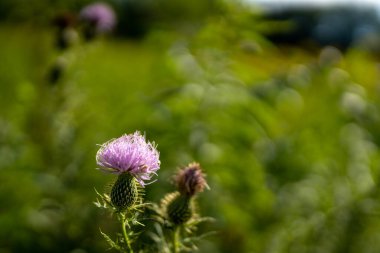 Deve devedikeni çiçeği pürüzsüz yeşil bir arkaplan önünde yakın plan