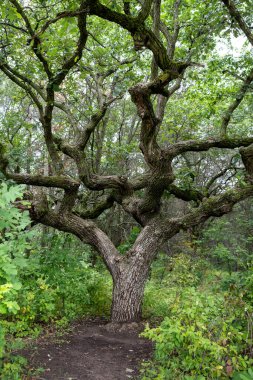 Bulutlu bir günde, ağaçlık bir çalılıkta yaşlı bir ağaç.