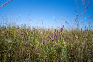 Çayırdaki uzun otların ortasında mor çiçekler.