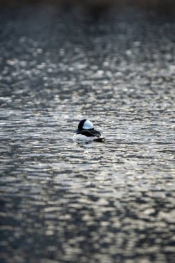 Soğuk bir bahar günü gölde yalnız bir erkek bufalo ördek.
