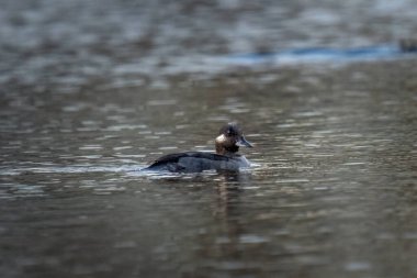 Dişi bufalo ördek kafasında bir damla su ile küçük bir şehir göletinde