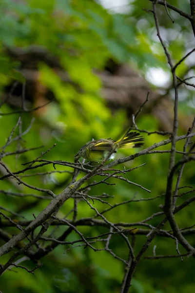 Zbliżenie Niedojrzałym Goldfinchem Oglądającym Kamerę Małego Drzewa — Zdjęcie stockowe