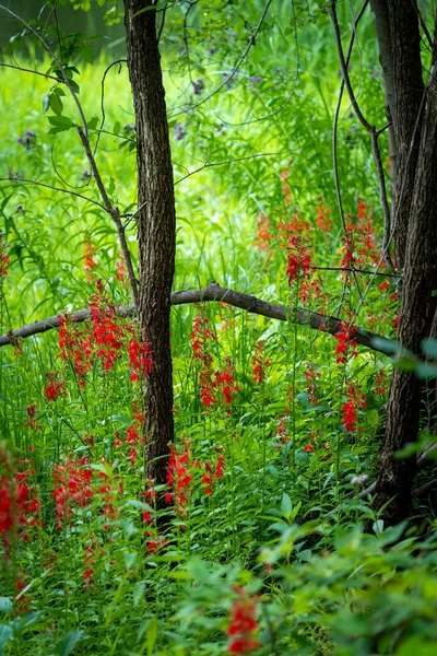 草地边缘的森林地面上的红色野花 — 图库照片