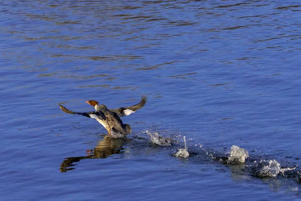 Dişi Merganser Nehirde Yürümekten Kaçıyor — Stok fotoğraf