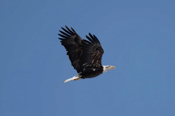 bald eagle soaring through a blue sky