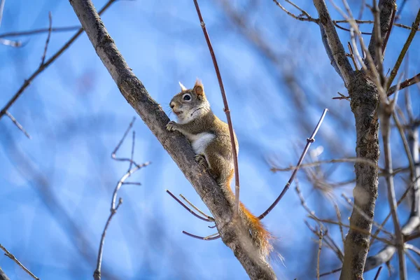 阳光明媚的春天 幼小的红松鼠坐在光秃秃的树枝上 — 图库照片