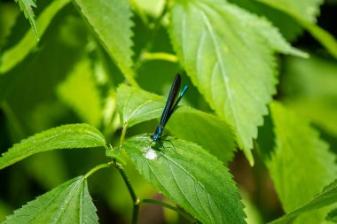 Bir bitkinin yaprağında mavi bir kızböceği