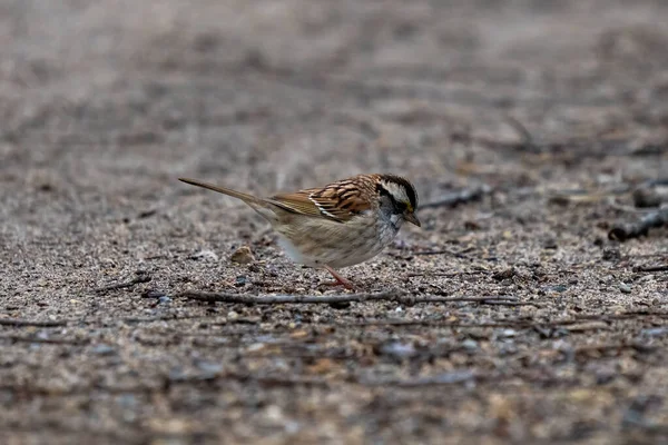 Kleiner Singvogel Auf Einem Feldweg Einem Bewölkten Tag — Stockfoto