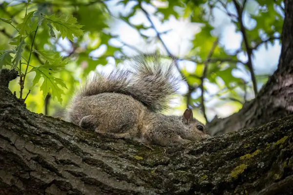 Wiewiórka Chłodzenie Się Drzewie Lecie — Zdjęcie stockowe
