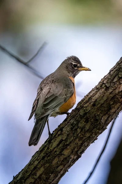 Bulutlu bir arkaplanı olan bir dalda Robin