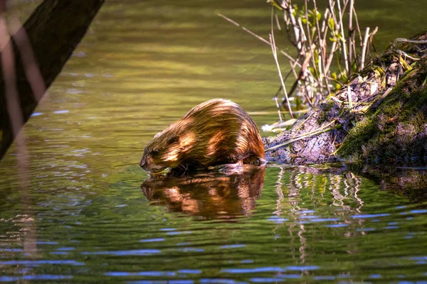 Rat Musqué Sur Bord Lac Dans Refuge Vie Sauvage Parc — Photo