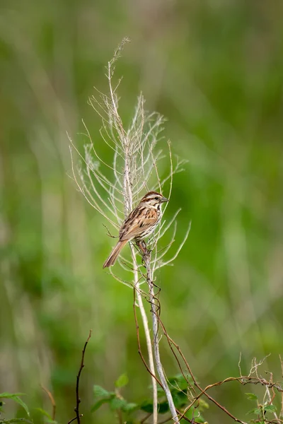 春天草甸中央的小植物上唱着歌的鸟儿 — 图库照片
