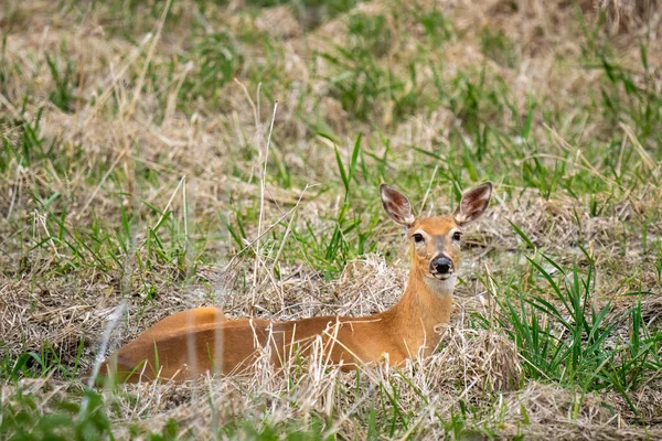 Jovem Cervo Fêmea Que Coloca Campo Pantanoso — Fotografia de Stock