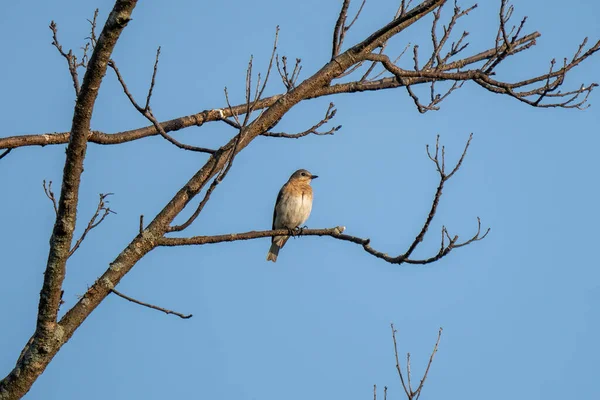 Śpiew Ptak Siedzący Jałowym Wiosennym Drzewie — Zdjęcie stockowe
