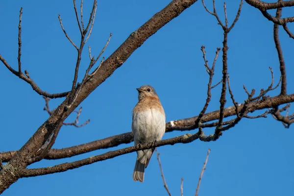 Cântec Pasăre Cocoțat Într Copac Primăvară Sterp — Fotografie, imagine de stoc