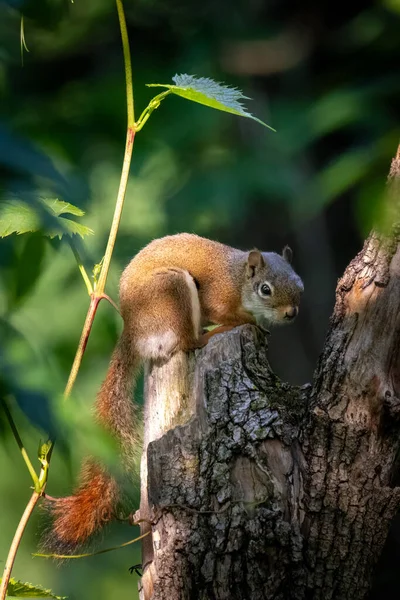 Rotes Eichhörnchen Einem Baum Bei Sonnenuntergang — Stockfoto
