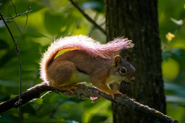 Red Squirrel Tree Nut Sunset — Stock Photo, Image