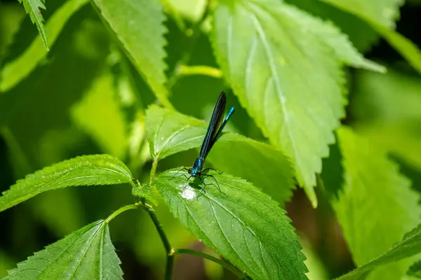 Bir Bitkinin Yaprağında Mavi Bir Kızböceği — Stok fotoğraf