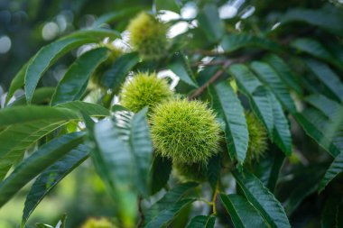 Genç kestaneler Hokkaido Japonya 'da bir ağaçta