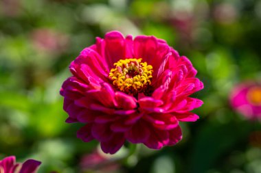 Hokkaido japan 'da dalgalanan mor çiçek.