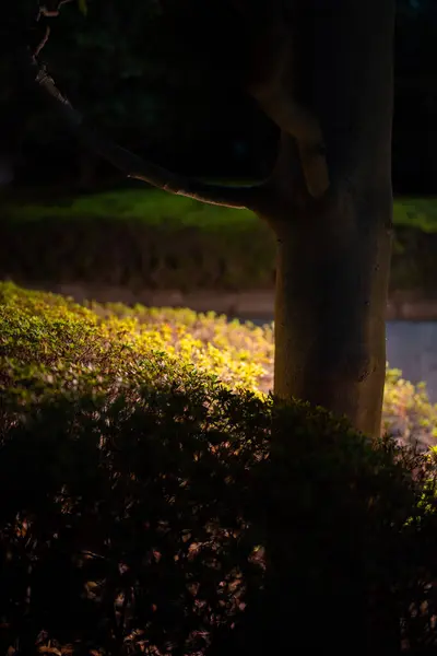 tree in a park lit from behind by a pathway light in tokyo japan
