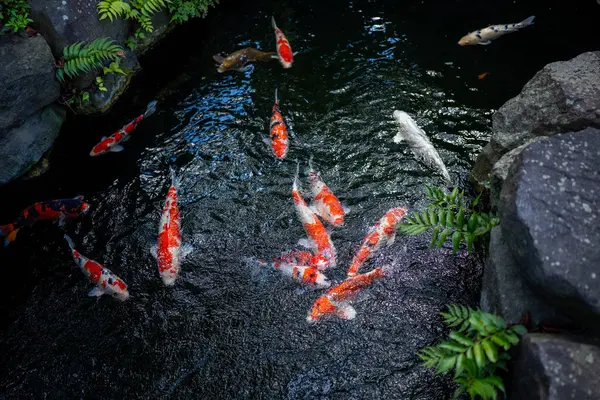 Tokyo Japonya 'daki yerel bir tapınağın havuzunda büyük bir koi balığı.