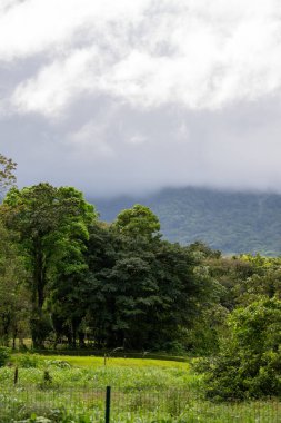 Bereketli yeşil ağaçlar ve çimenli bir tarla bulutlu bir gökyüzünün altında oturur. Arka planda kısmen sisle kaplanmış bir dağ vardır..