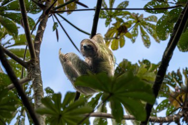 A sloth hangs upside down from a tree branch, surrounded by green leaves and a blue sky. clipart