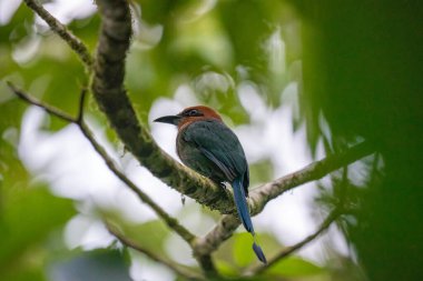 Pas renginde kafası ve mavi kuyruğu yosunlu bir dala tünemiş motmot kuşu..