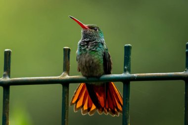 Yeşil metal bir çitin üzerinde parlak kırmızı gagalı bir sinekkuşu, turuncu kuyruk tüyleri yayıldı..