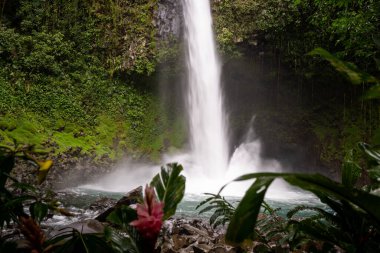 Bereketli yağmur ormanları, kayalık bir havuza dökülen güçlü bir şelale oluşturur..