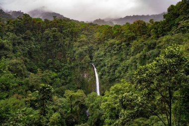 Uzun, ince bir şelale bulutlu bir gökyüzünün altında yoğun, yeşil bir yağmur ormanına dalıyor..