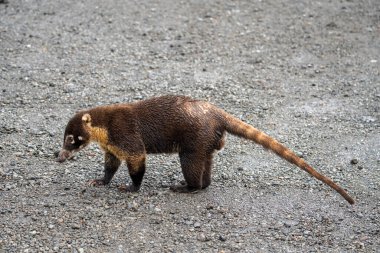 Bir koati çakıllı bir yüzey boyunca yürür.