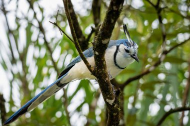 Beyaz boğazlı bir saksağan yosunlu bir dala tünemiş.